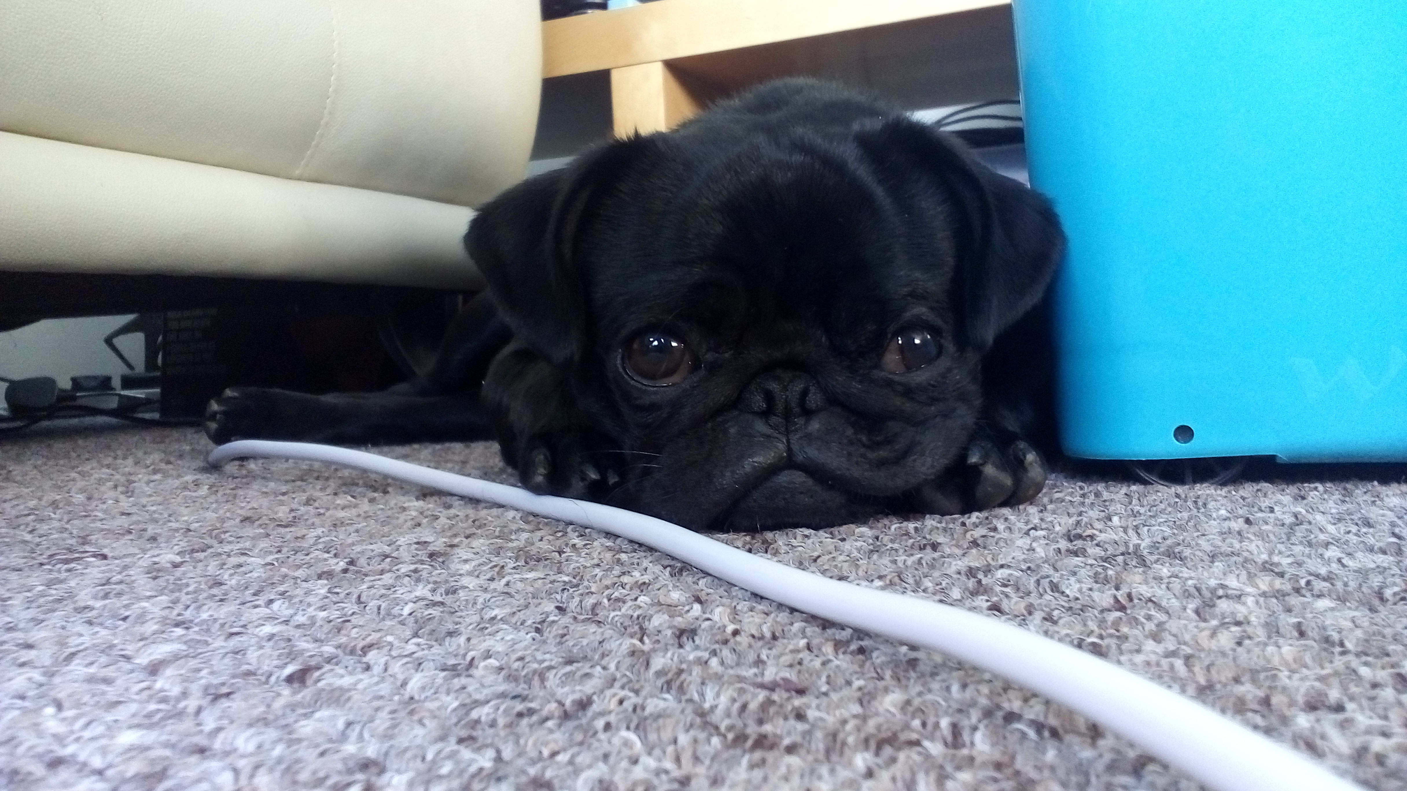 Yoda the black pug snuggling